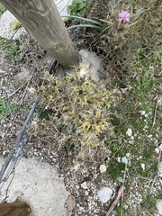 Scolymus hispanicus