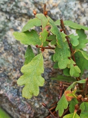 Quercus pyrenaica