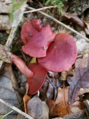 Cortinarius puniceus