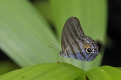 Chloreuptychia amethysta