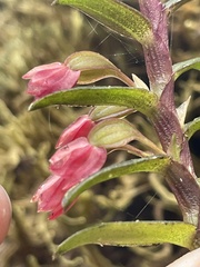 Fernandezia sanguinea