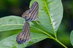 Chloreuptychia amethysta