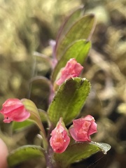 Fernandezia sanguinea