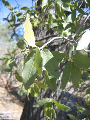 Quercus peninsularis