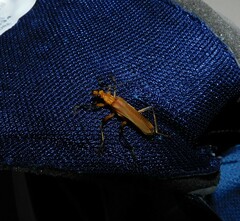 Chauliognathus cinguliventris