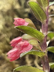 Fernandezia sanguinea