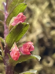 Fernandezia sanguinea