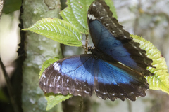 Morpho menelaus