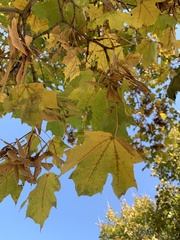 Acer saccharum