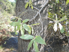 Quercus peninsularis