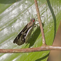 Paracarystus hypargyra