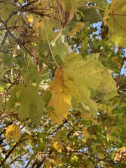 Acer saccharum