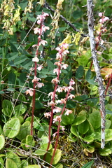 Pyrola asarifolia incarnata