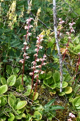Pyrola asarifolia incarnata