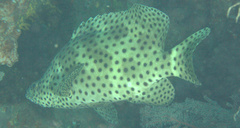 Chromileptes altivelis