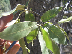 Quercus peninsularis