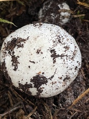 Hygrophorus ponderatus
