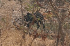 Hippotragus niger kirkii