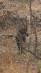 Hippotragus niger kirkii