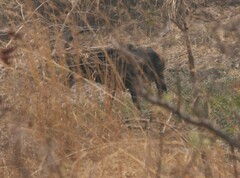 Hippotragus niger kirkii
