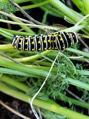 Papilio polyxenes asterius