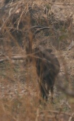 Hippotragus niger kirkii
