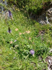 Phyteuma betonicifolium