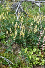 Astragalus frigidus