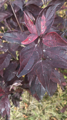 Iresine diffusa herbstii