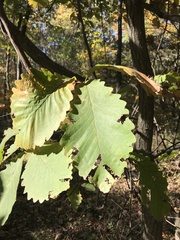 Quercus montana