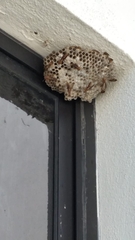 Polistes exclamans