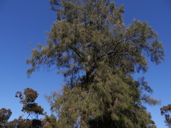 Casuarina cunninghamiana
