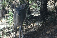Odocoileus virginianus couesi