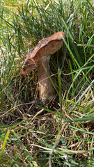 Tricholoma fracticum