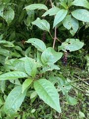 Phytolacca rivinoides