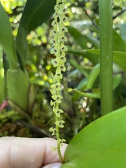 Stelis striolata