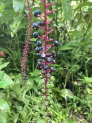 Phytolacca rivinoides