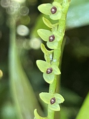 Stelis striolata