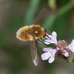 Bombyliini