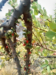 Loranthaceae