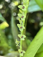 Stelis striolata