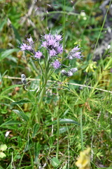 Saussurea denticulata