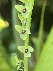 Stelis striolata