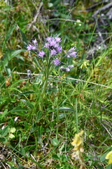 Saussurea denticulata