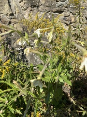 Silene latifolia