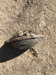Pyganodon grandis