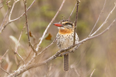 Nystalus maculatus