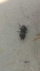 Pasimachus californicus