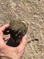 Pyganodon grandis