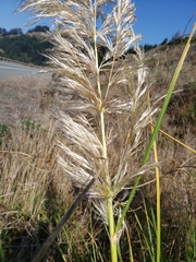 Cortaderia jubata